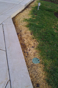 Salt damage to grass along the border of the driveway.
